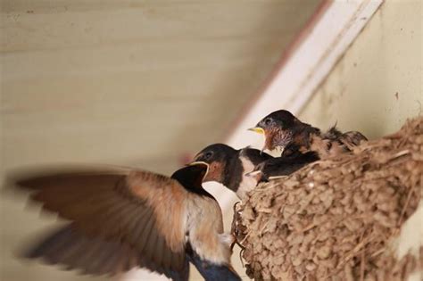 玉蘭花品種 燕子在自家築巢